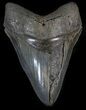 Bargain, Serrated Megalodon Tooth - Georgia #41147-1